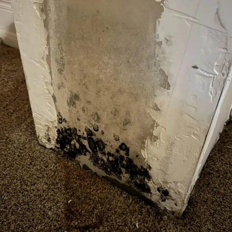 Professional Mold Removal in City of Falls Church, VA